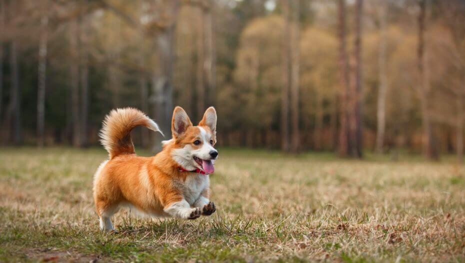 Purebred corgi sales